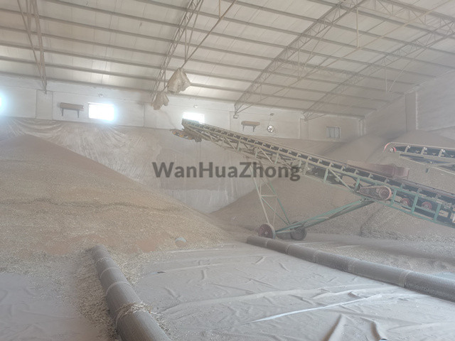 Mobile steering grain throwing belt conveyor working picture